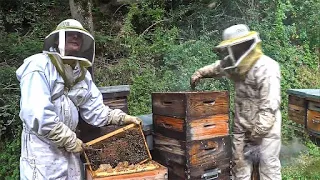 La bataille du miel