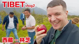 TIBET VLOG2: Nyingchi - In Search of the Gama Apple / 西藏vlog2 谁还没听过西藏苹果我不答应！