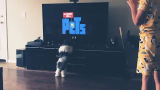 My puppy watching: The secret life of pets