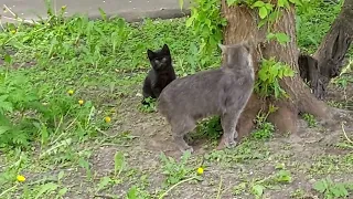 Весёлые котята ) Многодетная мама кошка с котятами )