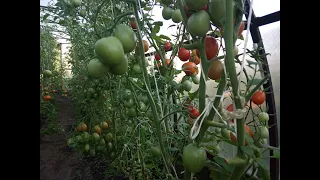 Томаты. Обзор лучших сортов томатов в теплице июль 2020 г.