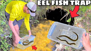 CATCHING EEL in TINY JUNGLE CREEK! (NEW PET)