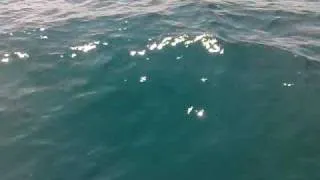 Dolphins in the Black Sea