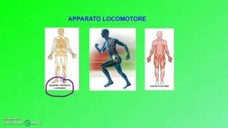 Apparato locomotore (prima parte)