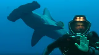 Diving with Hammerhead Sharks | Dive to Shark Volcano | BBC Earth