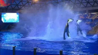 Orca Encounter full show in SeaWorld, Texas| Killer whale | VinTej Explore