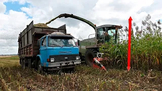 Claas jaguar 860 Sorgo для силового піктового силосу в сумці 4K