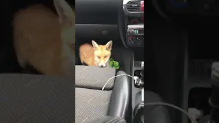 A little too friendly fox