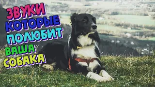 Звуки, Которые Полюбит Ваша Собака