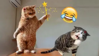 Funniest Cats And Dogs Videos😻- Best Funny Animal Videos 2024😍Part 11