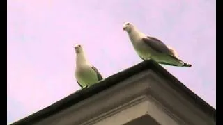 Чайки разговаривают