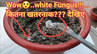 White Fungus in the soil //  How much dangerous it is for plants??