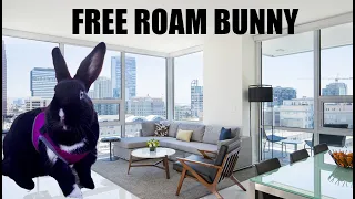 HOW I BUNNY PROOFED OUR LUXURY APARTMENT 🐰