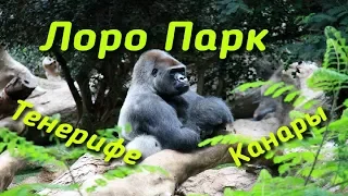 Лоро парк ∣ Тенерифе ∣ Канары