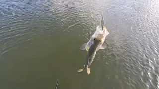 Snook and sharks #sharks #snookfishing #flatsfishing #quickrelease