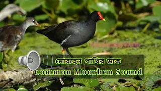 Common moorhen sound | Moorhen call | মোরহেন পাখির ডাক