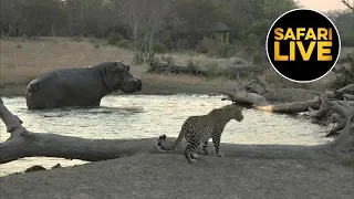 safariLIVE - Sunset Safari - August 08, 2019