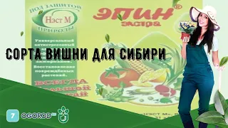 Сорта вишни для Сибири