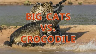 Big cat Vs anaconda Crocodile Vs snake