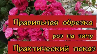 Правильная обрезка роз на зиму.  Практический показ.