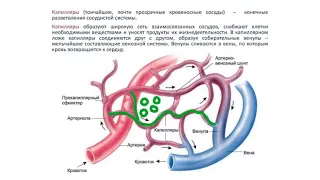 Nayuta. Школа по здоровью.  Все о Nayutachion (Наютачион)