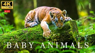 Baby Animals Part 2 - 4K UHD real - Amazing World Of Young Animals | Scenic Relaxation Film