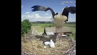 Mother stork throws out immature baby to increase survival chances of other babies.🥺