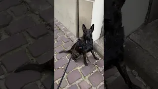 Drug Sniffing Dog Smells Something || ViralHog