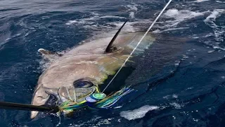 Amazing Giant Longline Bluefin Tuna Fishing in the Japan Sea