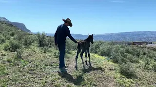 Part 2 first wild foal found of 2024