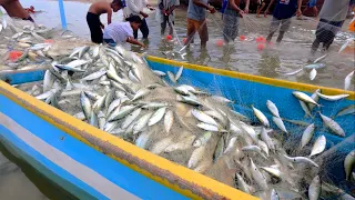 Gila‼️ Begini Cara Kami Menjaring Ribuan Ekor Ikan Kembung.