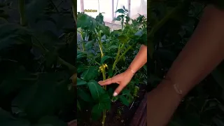 Как опылять помидоры в теплице. @Galabum