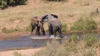 Elephant bulls fight in the Sabie River at Lion Sands