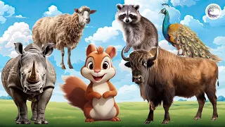 The Most Beautiful Animals Of Asia: Rhino, Squirrel, Buffalo, Peacock, Raccoon, Sheep