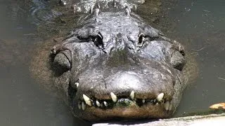 ‘Vader probeerde kind nog te redden van alligator’