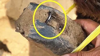 Amazing hoof trimming video collection: Watch donkey hooves become healthy one by one丨ASMR