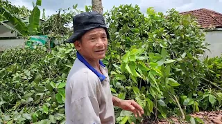 Vua Khỉ Cưa Cây Dầu Siêu Cao. Sawing a tall Dipterocarpus alatus tree