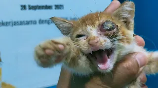 The Most Dangerous Infection Takes This Kitten's Eye