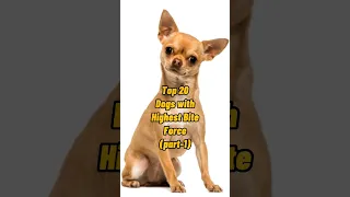 Top 20 dogs with strongest bite force ( part-1 )