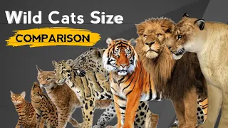 Size Comparison: Wild Cats/Lion , Tiger Comparison Size LİVİNG EXTİNCT