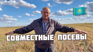 Совместные посевы различных с/х культур