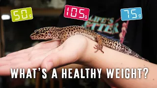 The TRUTH About LEOPARD GECKO Weights | What Is HEALTHY?