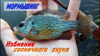 Избиение Солнечного Окуня. Мормышинг после дождичка в четверг.