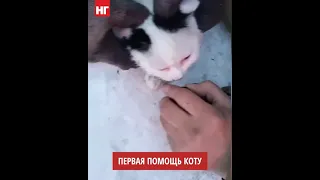 Коту оказали первую помощь пожарные в Рудном