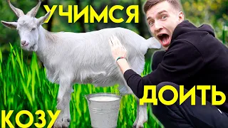 Как доить КОЗУ?! За сколько научимся доить Козу?? Коза