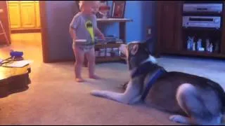 New Funny Animal Videos Compilation 2014 : Baby And Husky Have Deep Conversation Funny Videos