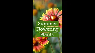 Top 5 Summer Flowering Plants