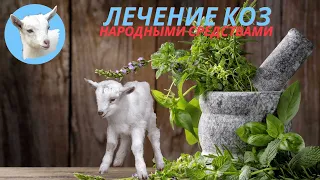 Болезни коз  Лечение коз народными средствами