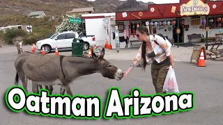 Wild Burros of Oatman Arizona - Driving Route 66 to Kingman