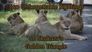 Two unforgettable sightings on Skukuza's Golden Triangle